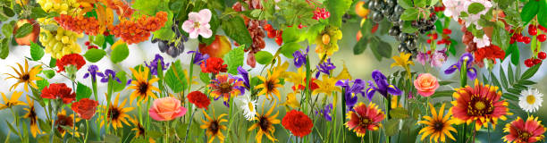 istock image of beautiful flowers closeup 1166570912