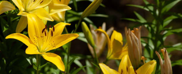 istock image of beautiful flowers close up 1166570956