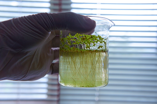 Representatives of the Lemnaceae, the duckweed family, are well-adapted for use as bioindicators for testing soil and water for toxic substances.  Their rapid multiplication and the simplicity of their anatomy are important advantages for this use.