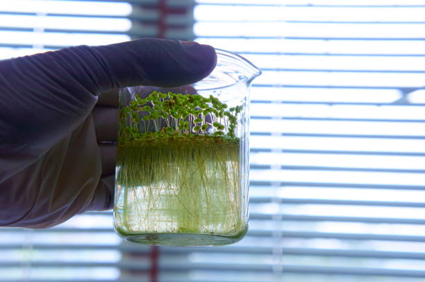 istock Lemna (duckweed) as an bioindicator of water pollution - Environmental Science Concept 1166572190