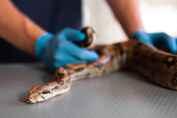 serpent malade ou blessé chez le vétérinaire traitant des animaux exotiques - snake adder viper reptile photos et images de collection