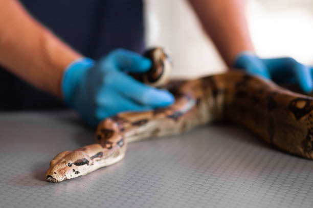 エキゾチックなペットを治療する獣医で病気や負傷ヘビ - snake adder viper reptile ストックフォトと画像