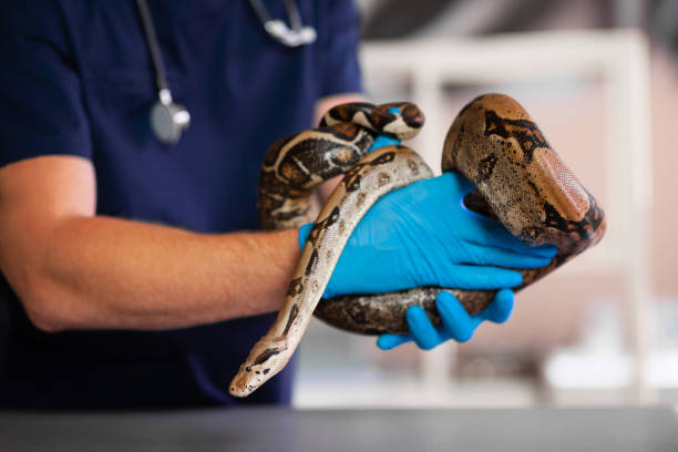 exótica pitón mascota examinada por el veterinario en sus manos - mascota exótica fotografías e imágenes de stock