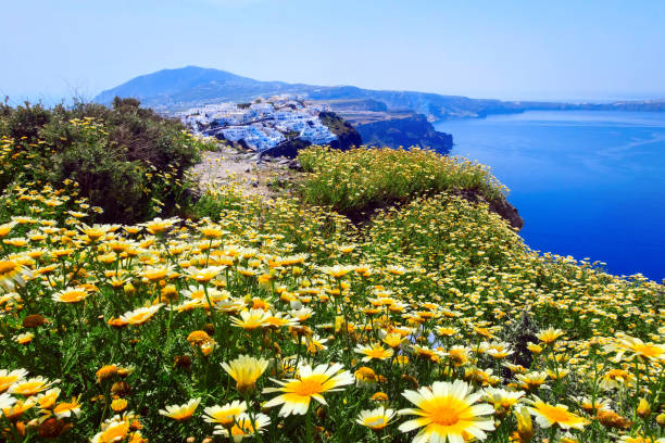Beautiful sunset at Santorini island, Greece. Flowers on the terrace with sea view. Travel and vacation concept