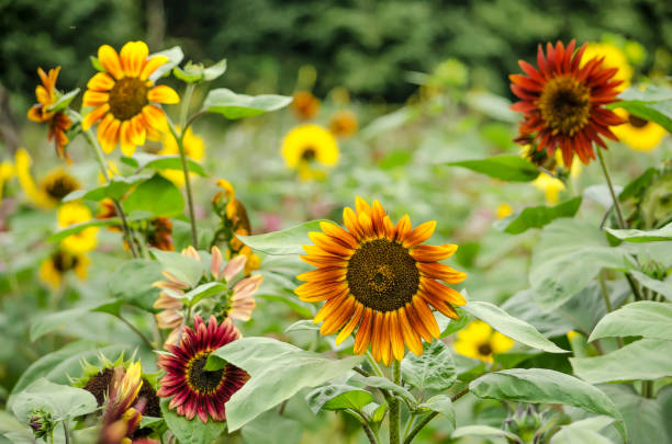 istock Sunflowers in various colors 1166574081