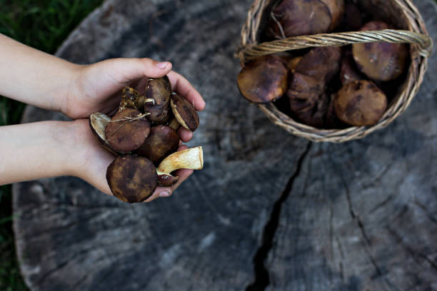 istock Basket with wild mushrooms. 1166574272
