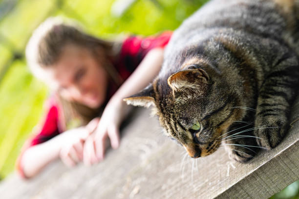 istock Tabby cat relaxing on a garden table in sunshine 1166574861