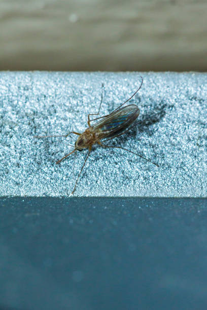 plan rapproché de moustique sur la surface métallique - locust invasion photos et images de collection