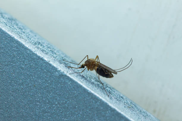 plan rapproché de moustique sur la surface métallique - locust invasion photos et images de collection