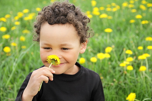 little boy smelling dandelion flowers in a field of dandelions stock image stock photo