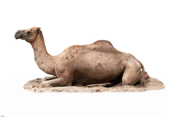 Arabian camel stock photo