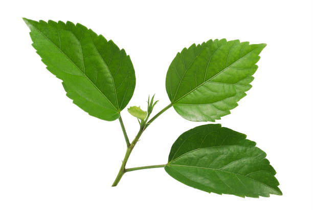 istock Hibiscus or Chinese rose leaf isolated on whit background 1166577091