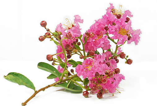 pink Lagerstroemia speciosa flower isolated on white background
