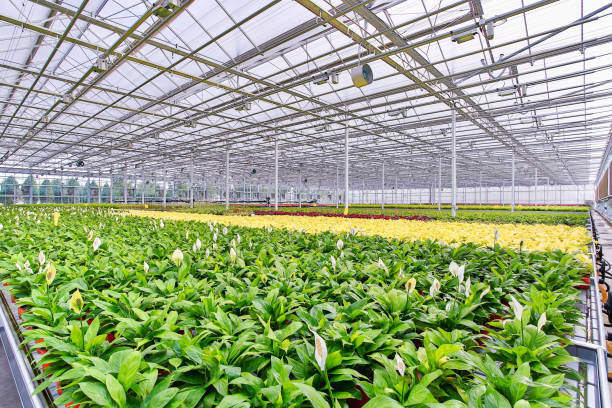 istock Greenhouse flower planting 1166577840