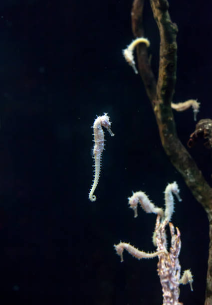 istock White spotted Seahorse swimming in deep dark sea 1166577952