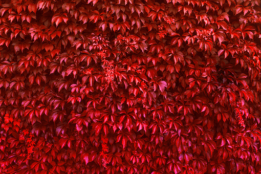 wall covered with red leaves of vineyard background
