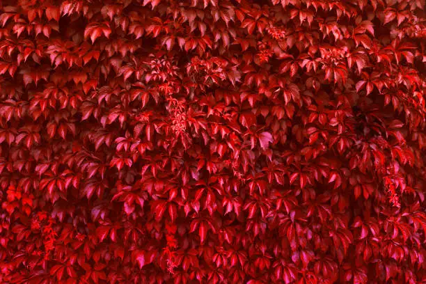 Photo of Creeping Red ivy leaves growing on the wall in autumn