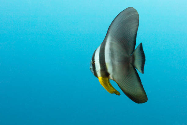 A Batfish Swims To The Left In Blue Water in Micronesia