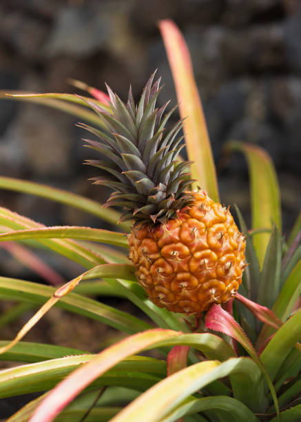 istock Pineapple plant with ripe fruit growing in a garden. 1166579134