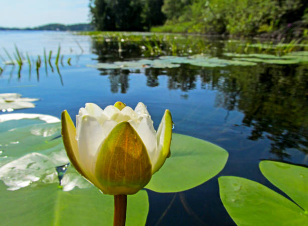 istock Water lily on a lake. 1166579583