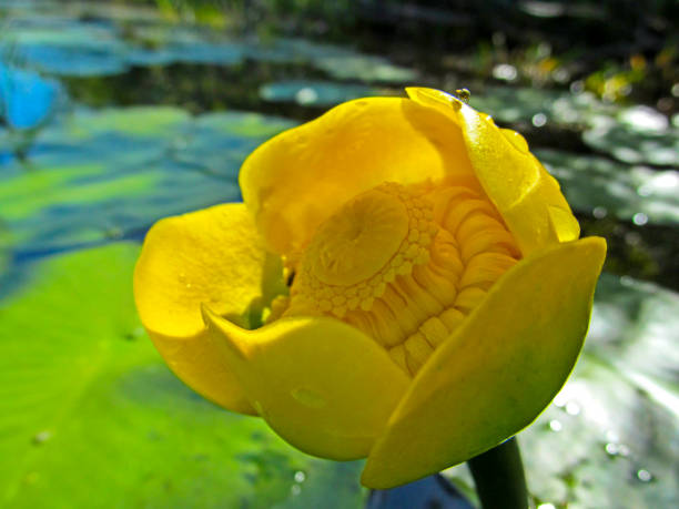 istock Yellow nenuphar, water lily on a lake. 1166579584