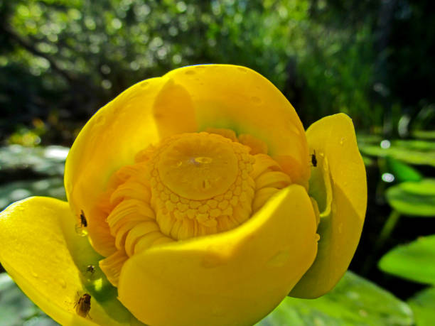 istock Yellow nenuphar, water lily on a lake. 1166579619