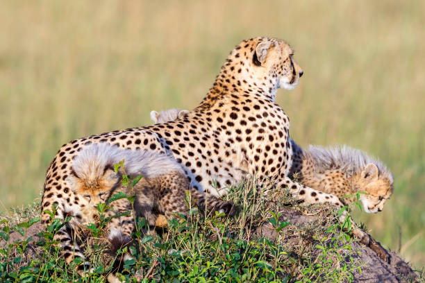 istock Idyllic scene with cheetahs with cubs 1166579653