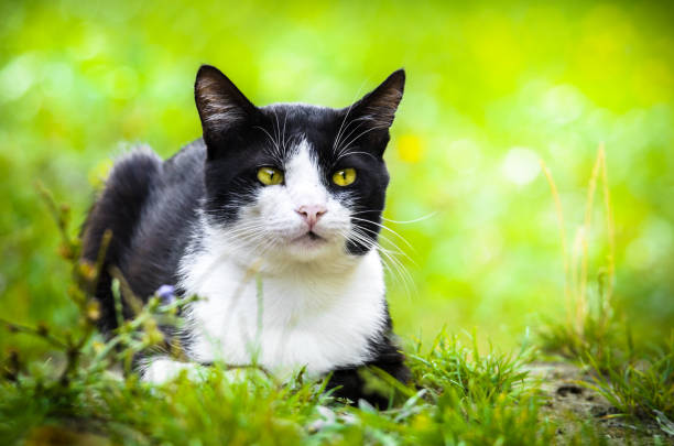 istock Two-tone cat basking in the summer grass, portrait 1166579933