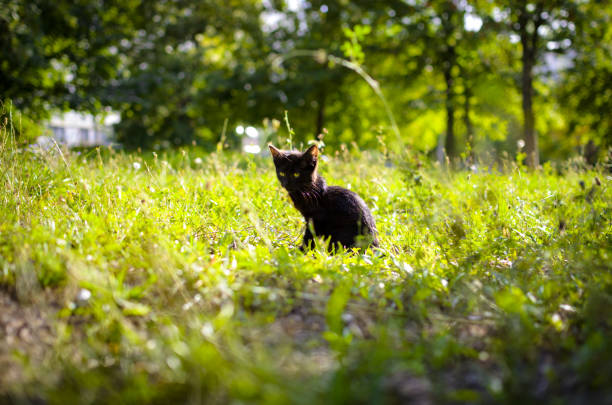 istock Little black kitten summer photo 1166580012