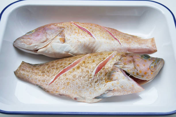 istock Fresh grouper on a plate ready to cook 1166581080