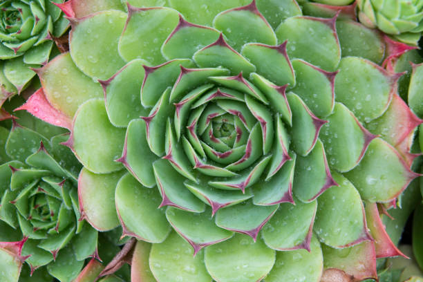 istock succulent plant with water droplets 1166581919