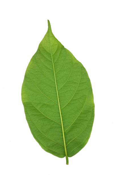 istock fresh green Combretum indicum leaves on white background 1166583114