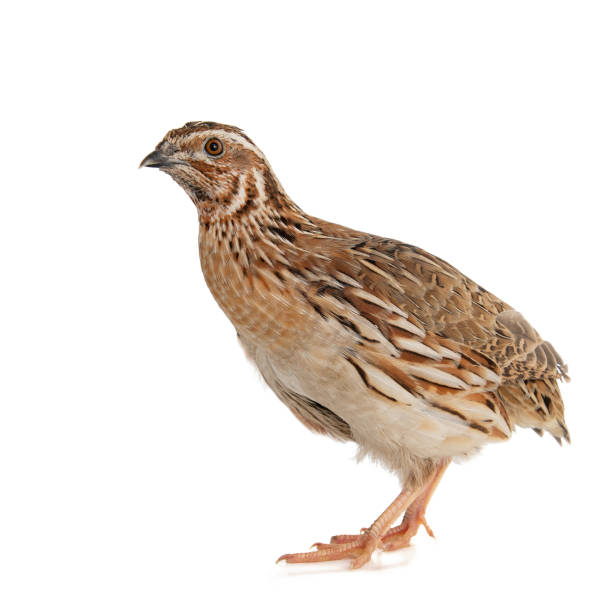 istock Wild quail, Coturnix coturnix, isolated on a white background 1166583195