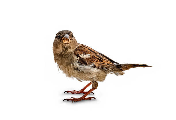istock Little bird the Sparrow (Passer italiae) 1166583216