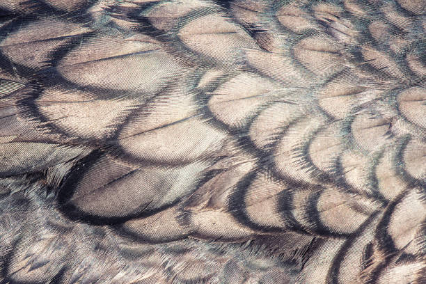 istock Great Cormorant feathers as a background. macro 1166583223