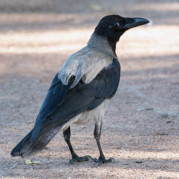 istock Hooded Crow standing still on the ground. Corvus cornix 1166583228