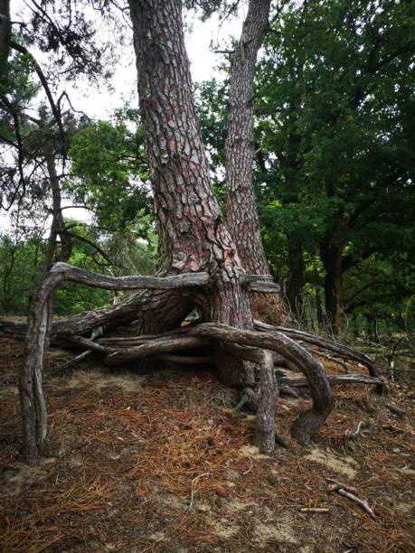 istock Tree roots. Tree roots in the forest. Fairytale. 1166584138