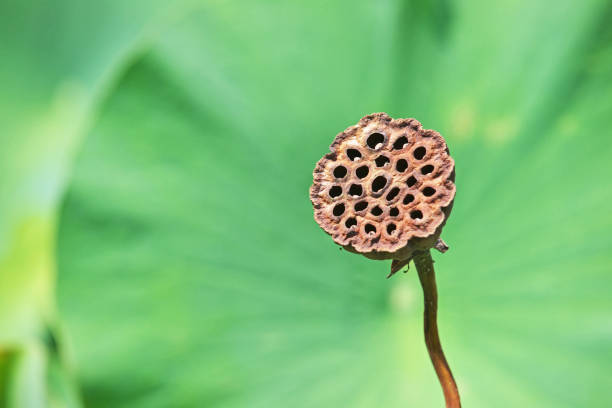 istock Fruit of the lotus 1166584198