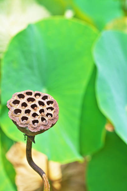 istock Fruit of the lotus 1166584314
