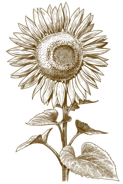 engraving antique illustration of sunflower Vector antique engraving drawing illustration of sunflower isolated on white background helianthus stock illustrations