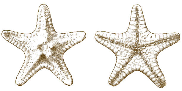 illustrations, cliparts, dessins animés et icônes de illustration antique de gravure d'étoile de mer - etching starfish engraving engraved image