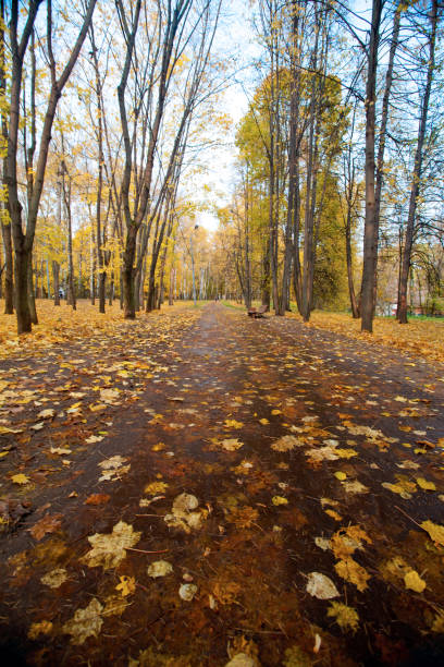 istock Autumn landscape with pedestrian a path in city park 1166585606