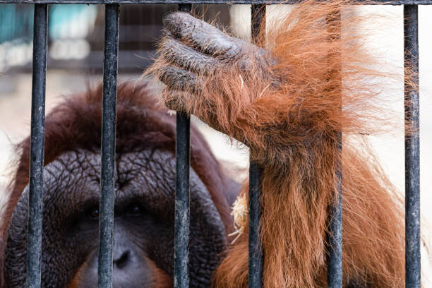 A close-up of a monkey hand grabbing his cage in the Kansas City Zoo.