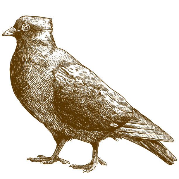 Vector antique engraving drawing illustration of dove bird isolated on white background