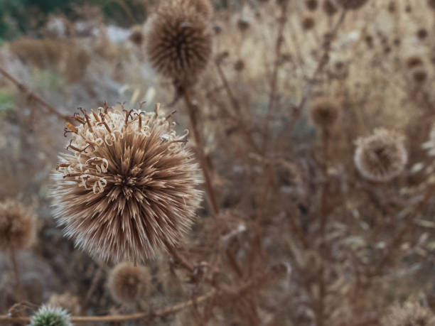 fiori secchi di cardo grande globo. fiori secchi a crescita selvaggia di echinops sphaerocephalus - echinops spaerocephalus foto e immagini stock