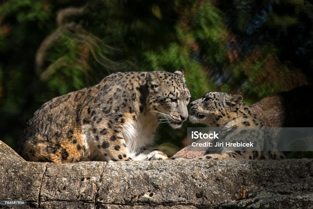 A Himalayan Snow Leopard Lounges On A Rock Beautiful Irbis In Captivity At  The Zoo National Heritage Animal Of Afghanistan And Pakistan Elegant Cat  Having Rest On The Stone Stock Photo -