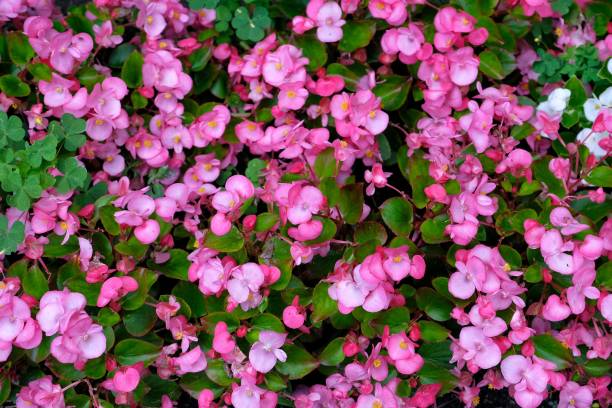 istock Many dark pink begonia flowers 1166587886