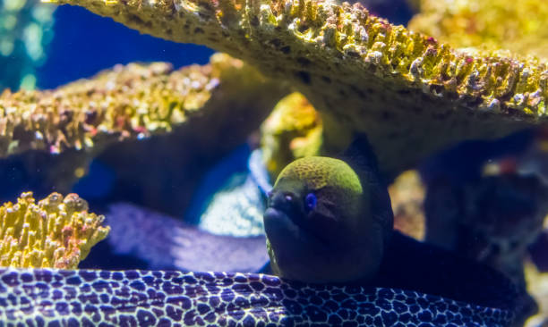 istock mediterranean moray eel in closeup, popular aquarium pet, tropical fish specie 1166587889