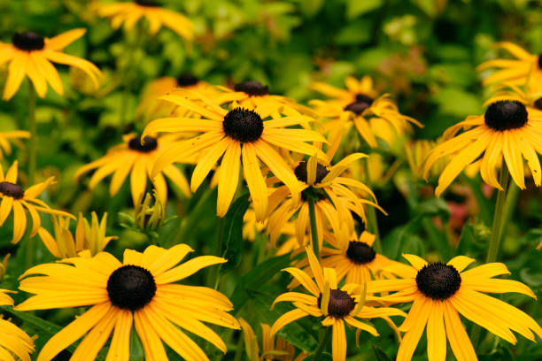 istock Frame full of yellow flowers 1166587893