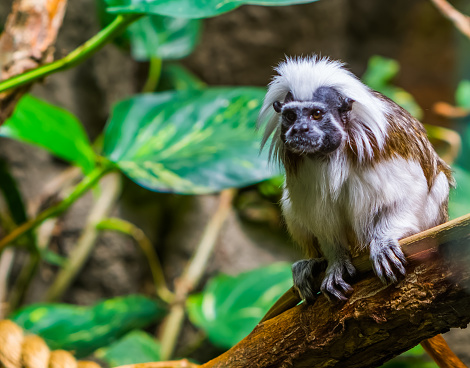 closeup of a cotton top tamarin monkey sitting on a tree branch, critically endangered animal specie, tropical primate from colombia
